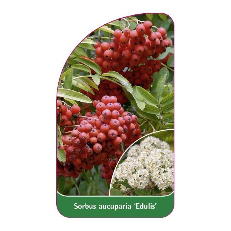 sorbus-aucuparia-edulis-1