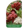 sorbus-aucuparia-edulis-1