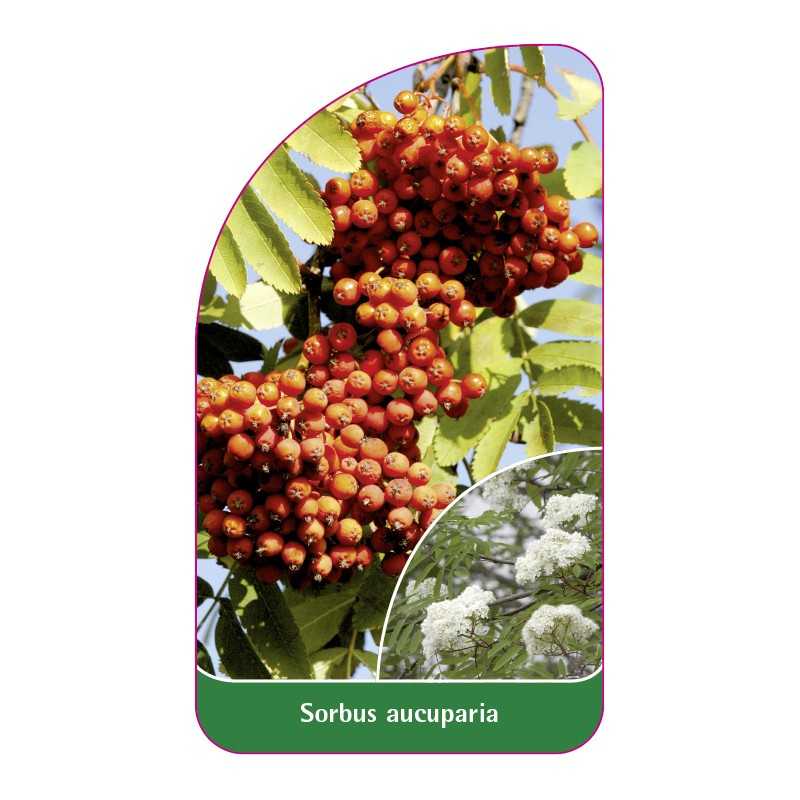 sorbus-aucuparia1