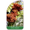 sorbus-aucuparia1