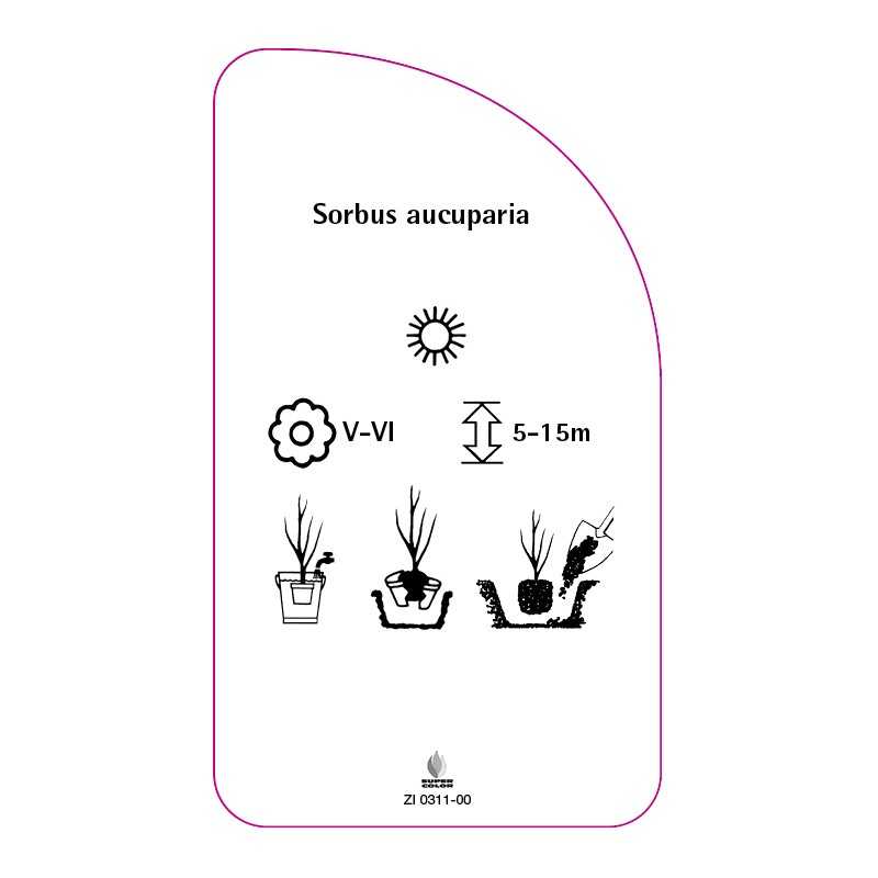 sorbus-aucuparia0