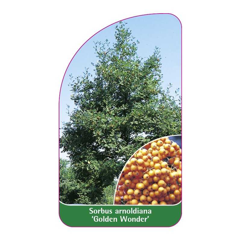 sorbus-arnoldiana-golden-wonder-1