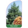 sorbus-arnoldiana-golden-wonder-1