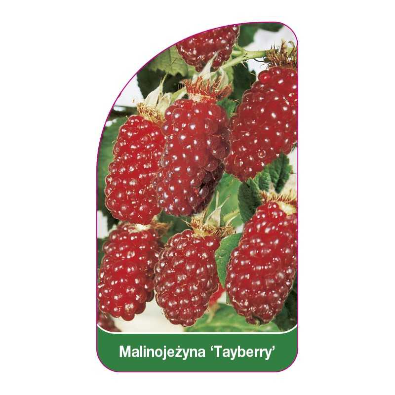 malinojezyna-tayberry-1