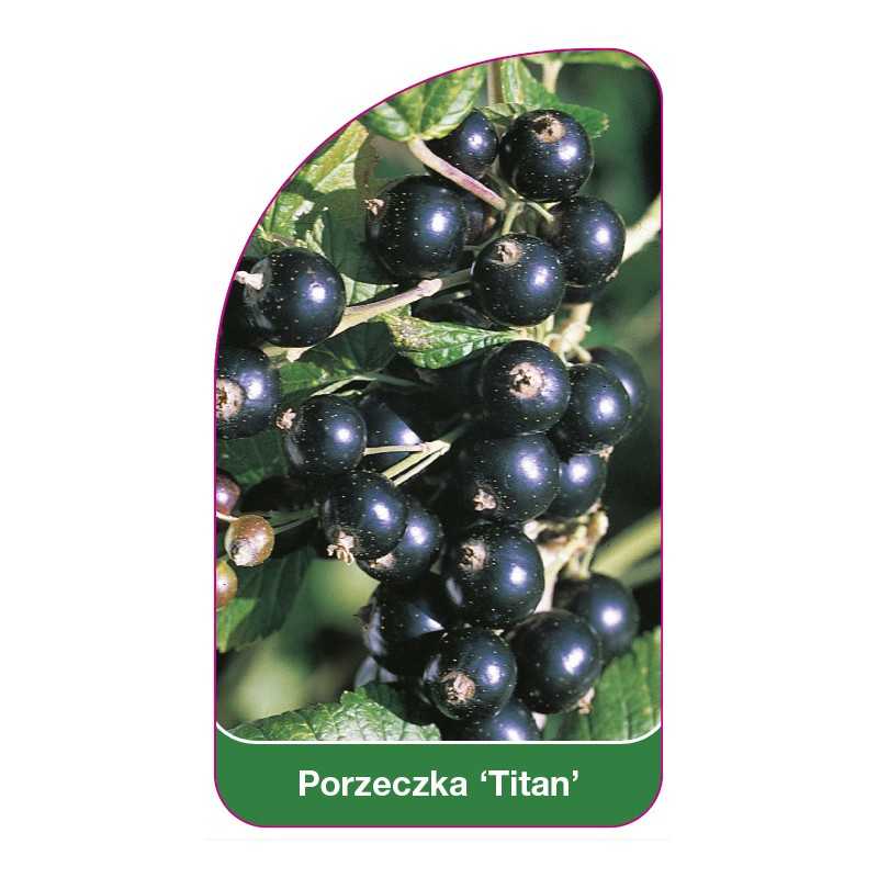 porzeczka-titan-1