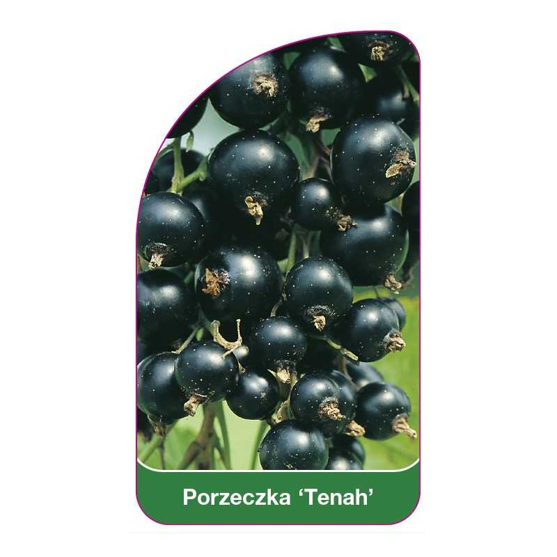 porzeczka-tenah-1