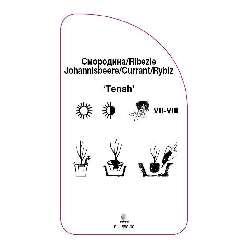 porzeczka-tenah-0