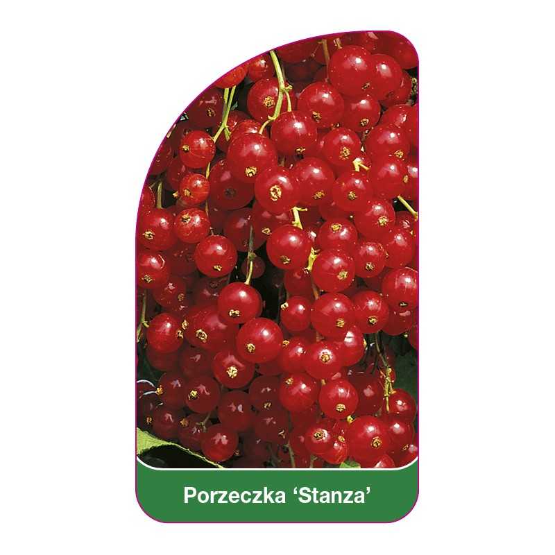 porzeczka-stanza-1