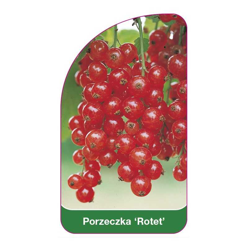 porzeczka-rotet-1