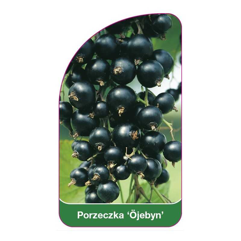 porzeczka-ojebyn-1