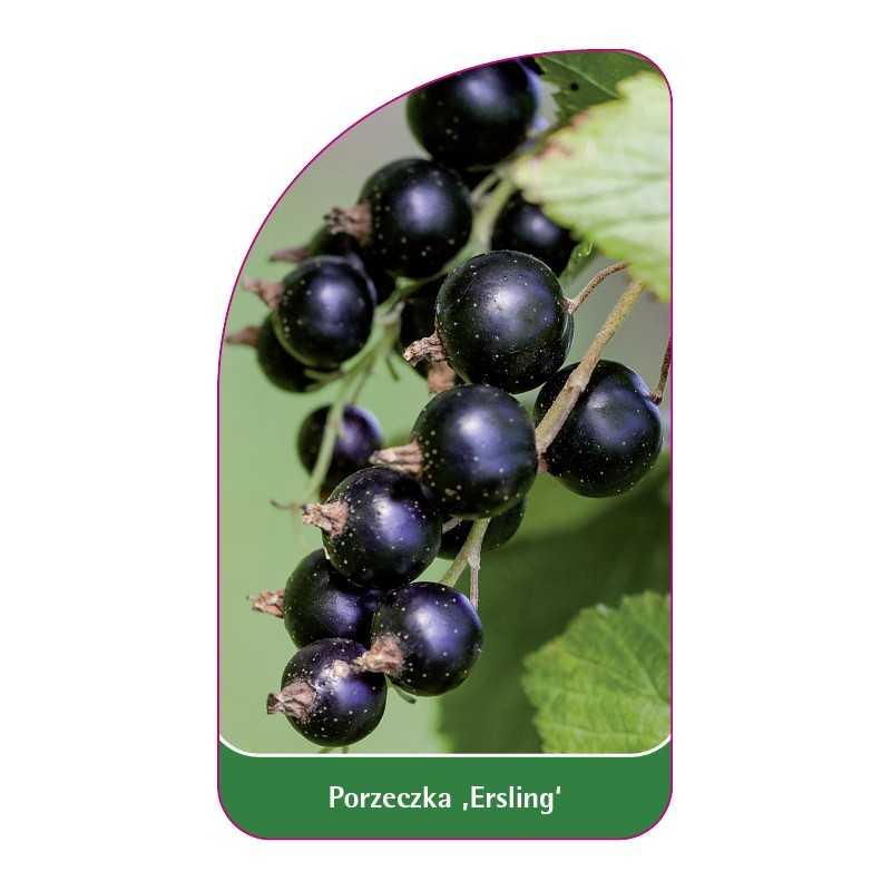 porzeczka-ersling-1