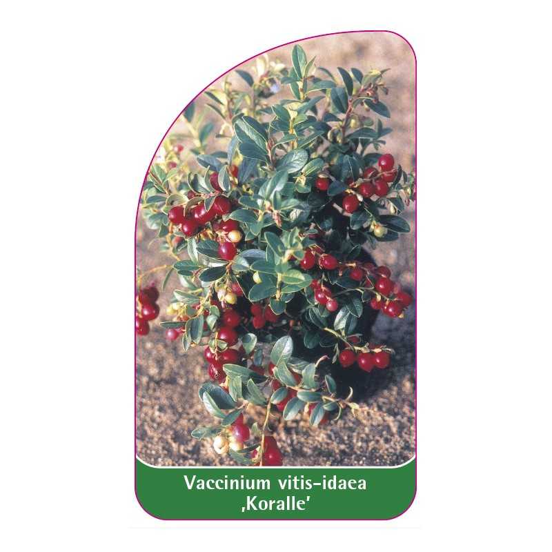 vaccinium-vitis-idaea-koralle-1