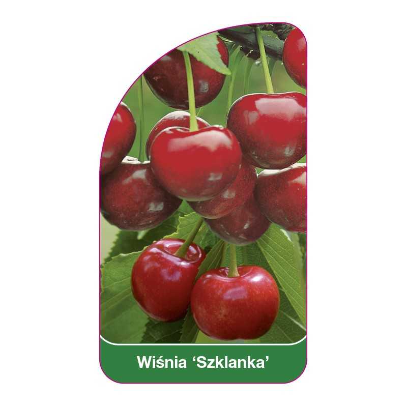 wisnia-szklanka-1