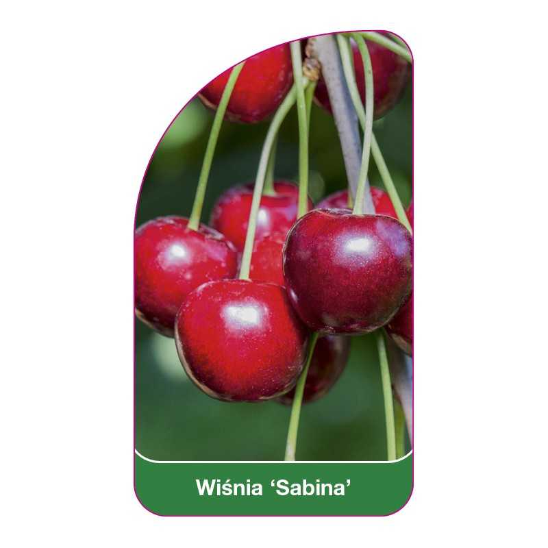 wisnia-sabina-1