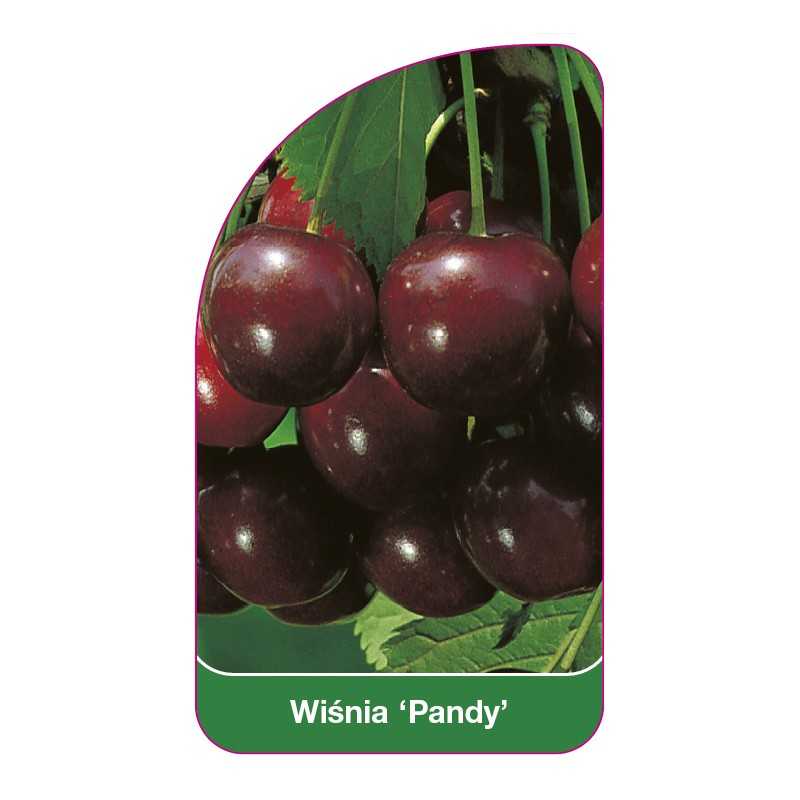 wisnia-pandy-1