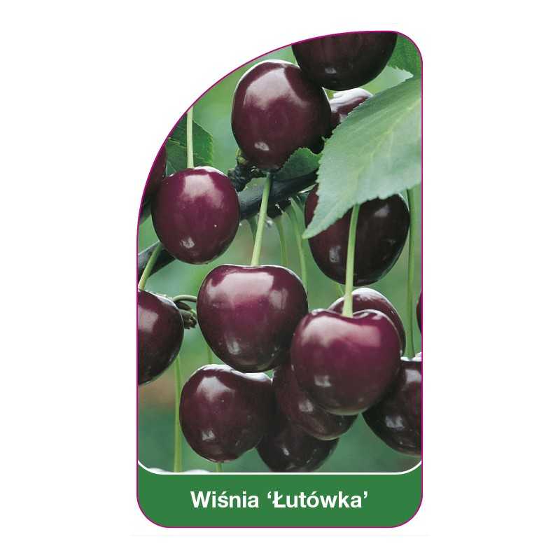 wisnia-lutowka-a1