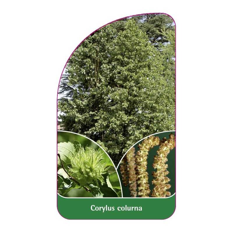 corylus-colurna1