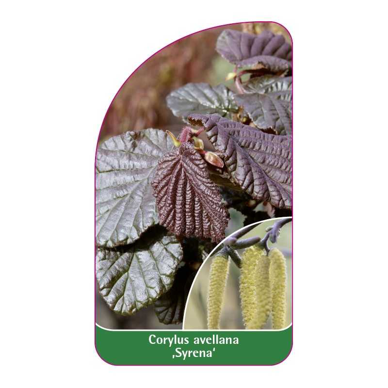 corylus-avellana-syrena-1