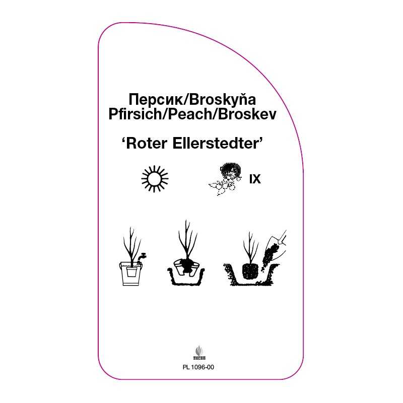 brzoskwinia-roter-ellerstedter-0