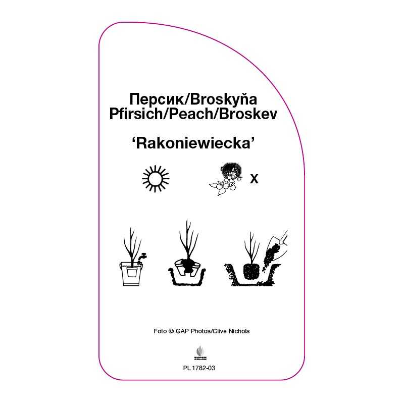 brzoskwinia-rakoniewiecka-b0