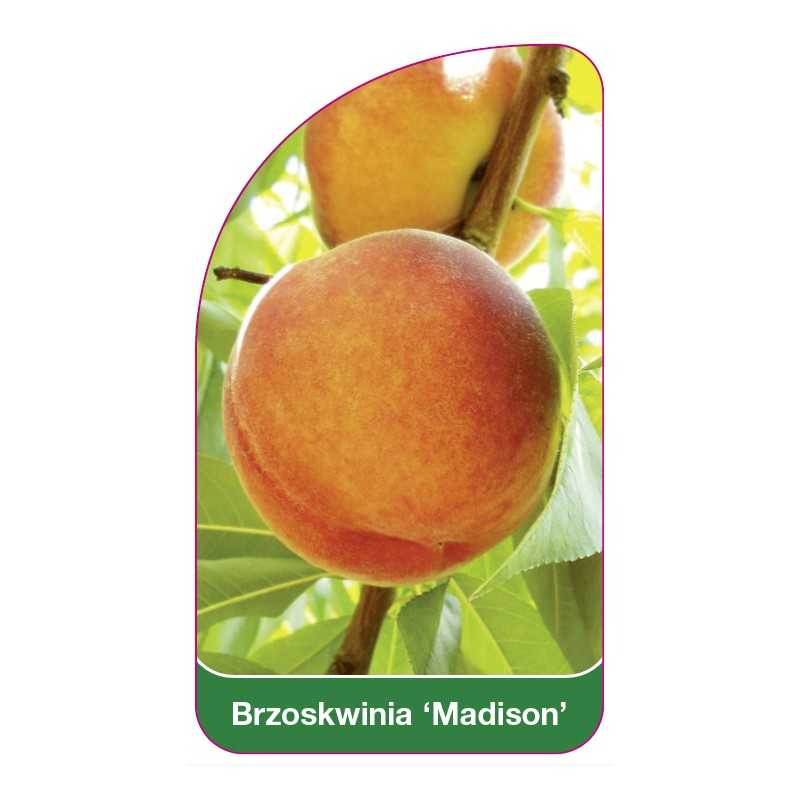 brzoskwinia-madison-1