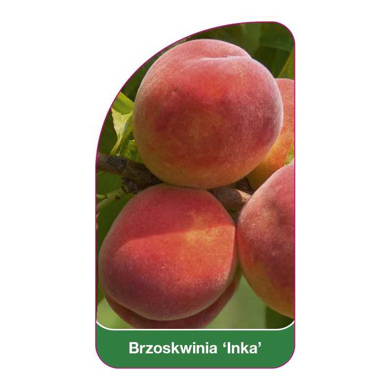 brzoskwinia-inka-1