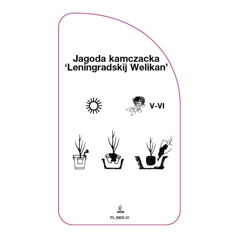 jagoda-kamczacka-leningradskij-welikan-0