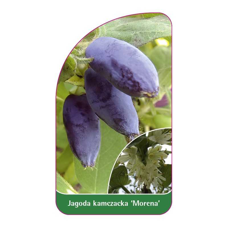 jagoda-kamczacka-morena-1