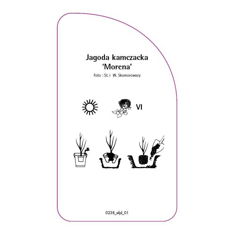 jagoda-kamczacka-morena-0