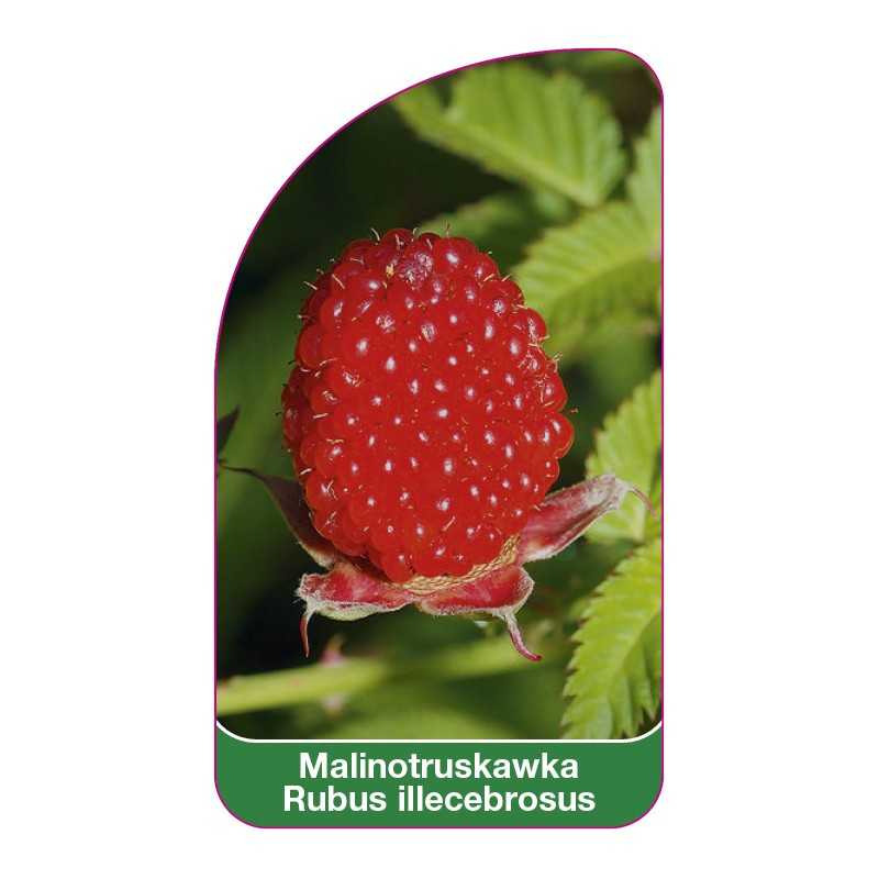 malinotruskawka-rubus-illecebrosus1