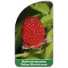 malinotruskawka-rubus-illecebrosus1