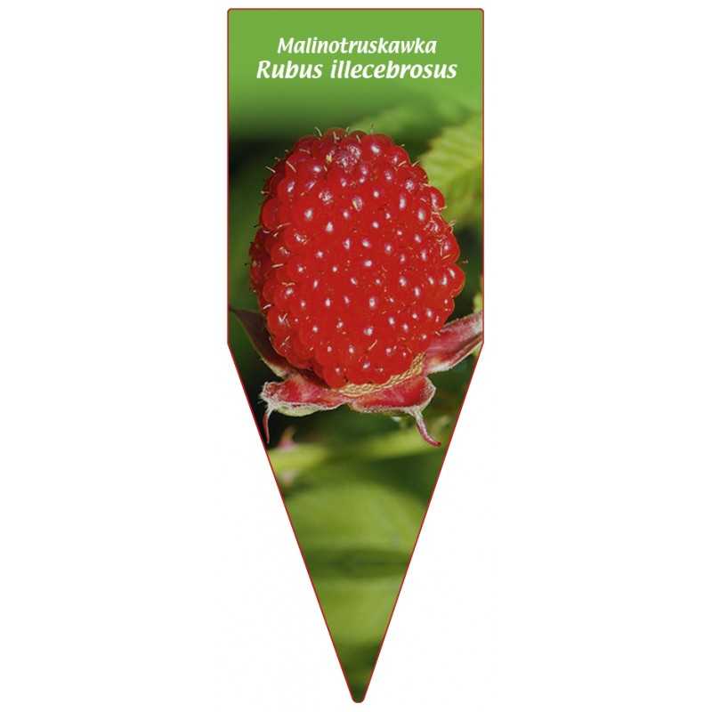 malinotruskawka-rubus-illecebrosus1