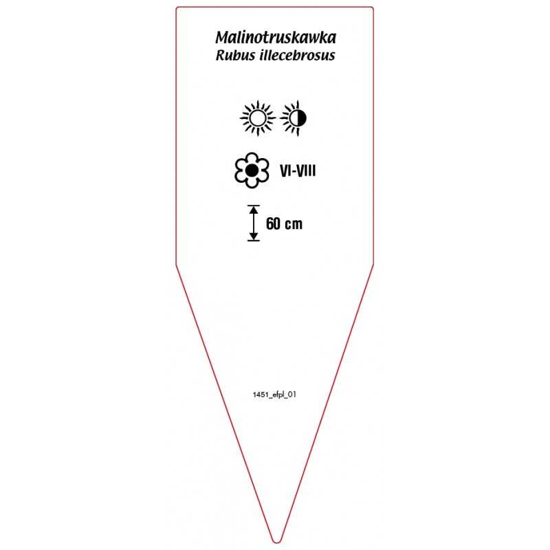 malinotruskawka-rubus-illecebrosus0