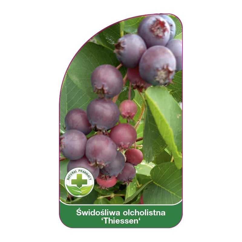 swidosliwa-olcholistna-thiessen-1