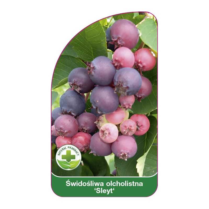 amelanchier-alnifolia-sleyt-1