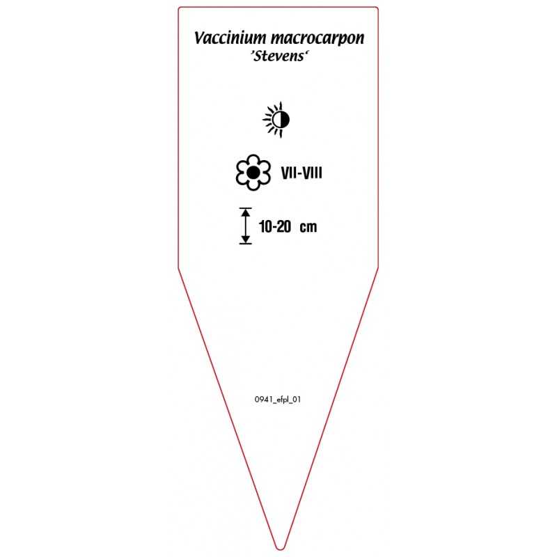 vaccinium-macrocarpon-stevens-0