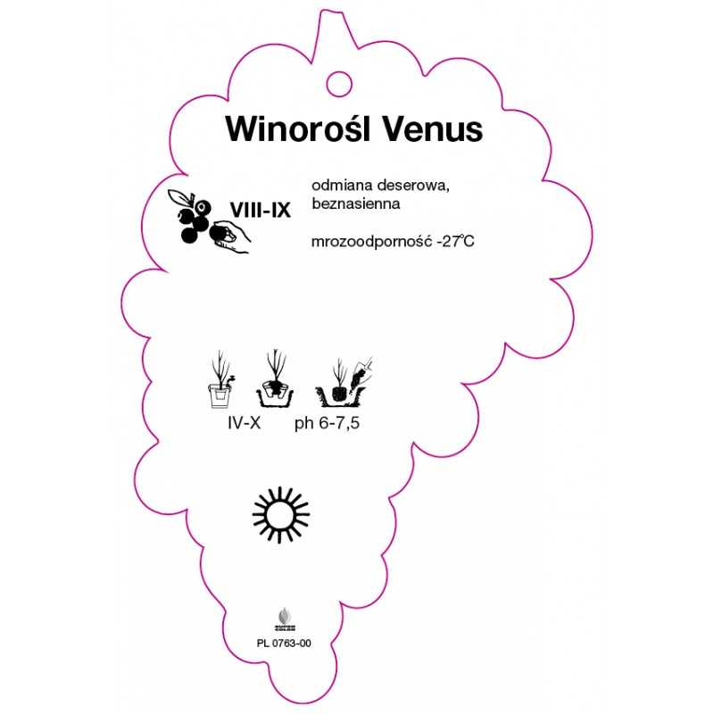 winorosl-venus-jumbo0