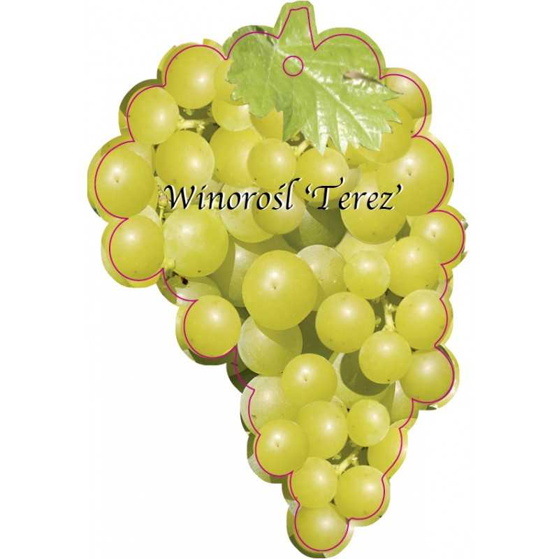 winorosl-terez-jumbo1