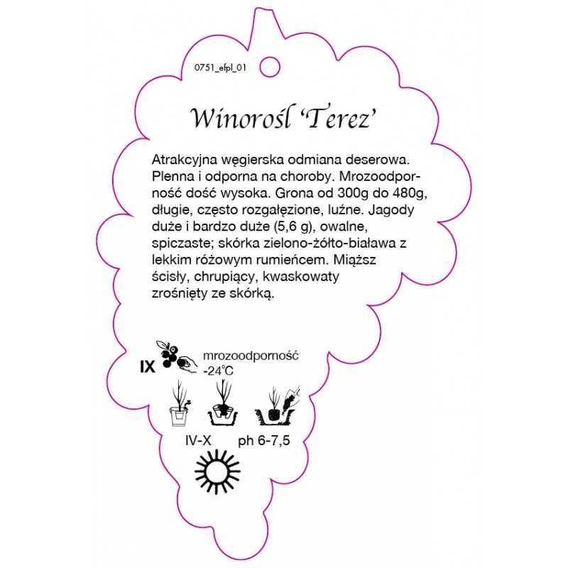 winorosl-terez-jumbo0