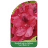 rhododendron-lord-roberts-1