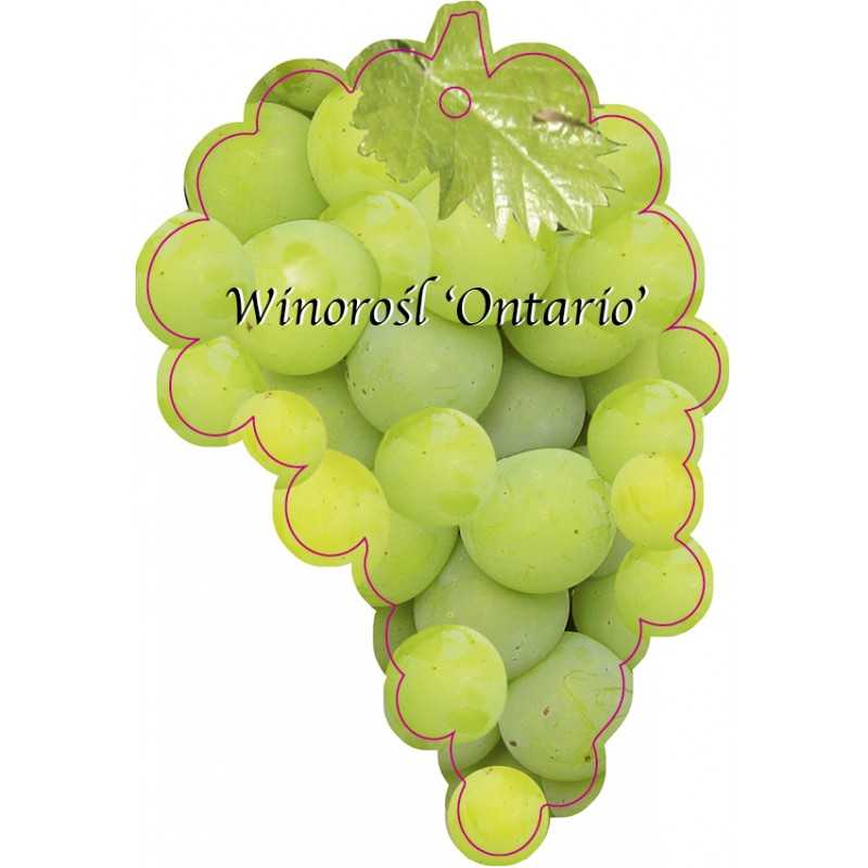 winorosl-ontario-jumbo1