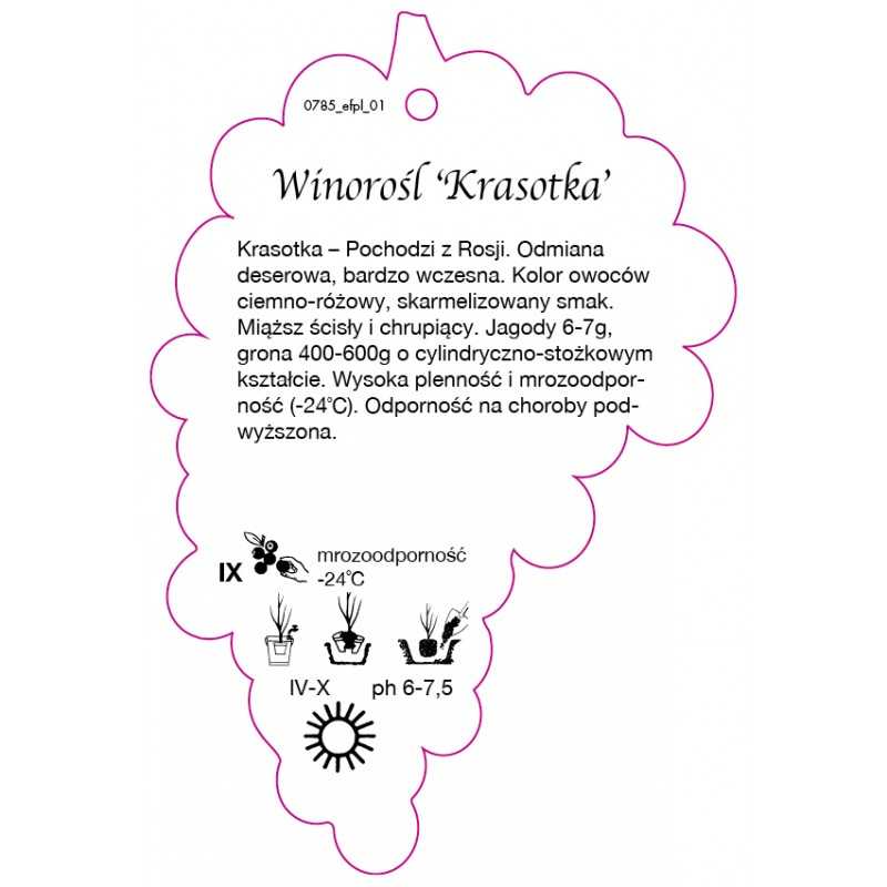 winorosl-krasotka-jumbo0