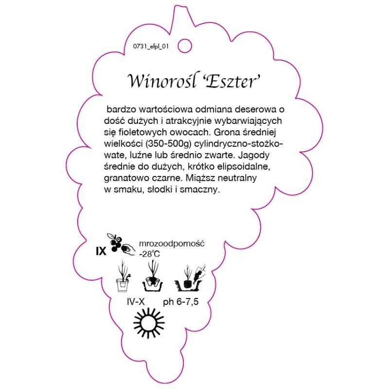 winorosl-eszter-jumbo0