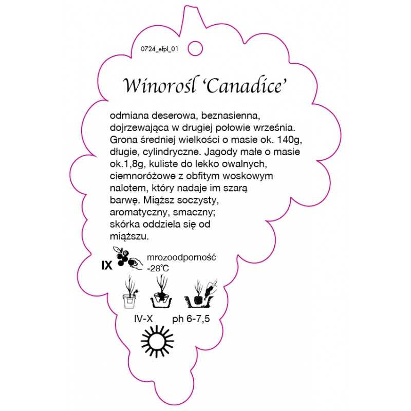 winorosl-canadice-jumbo-b0