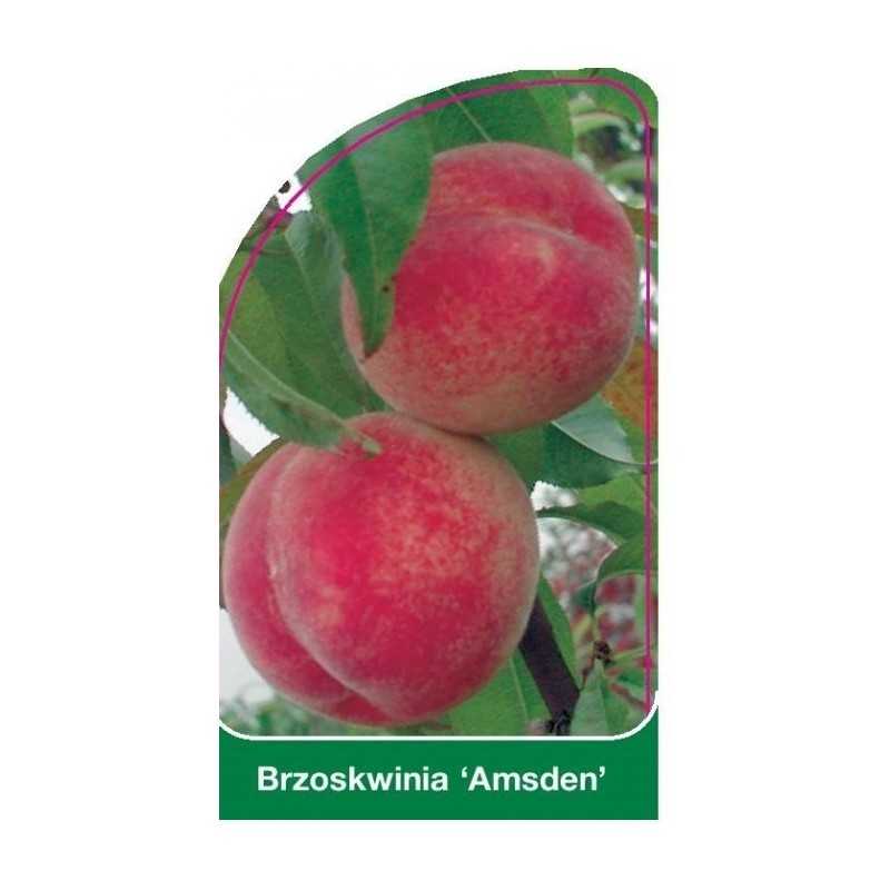 brzoskwinia-amsden-1