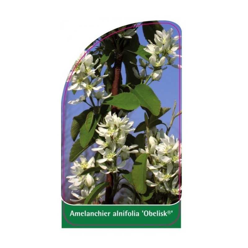 amelanchier-alnifolia-obelisk-1