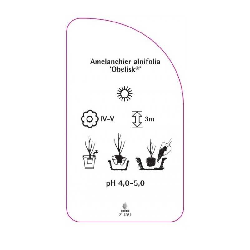 amelanchier-alnifolia-obelisk-0