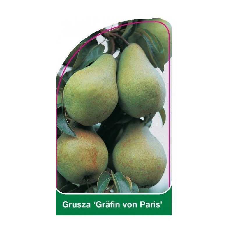 grusza-grafin-von-paris-1