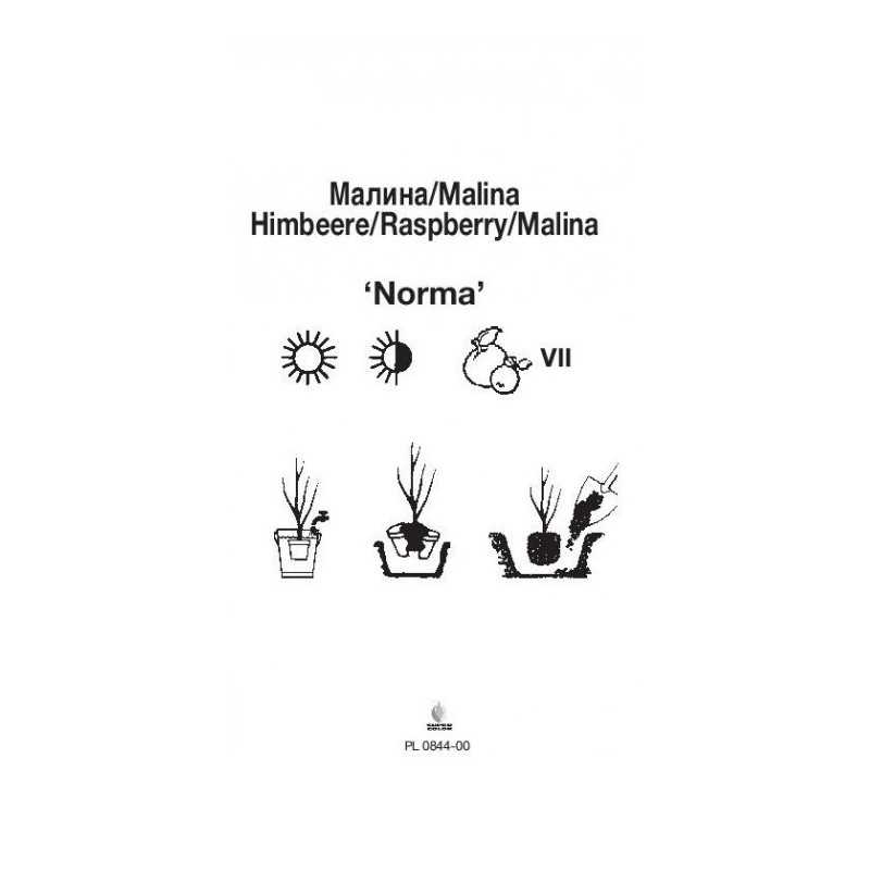 malina-norma-0