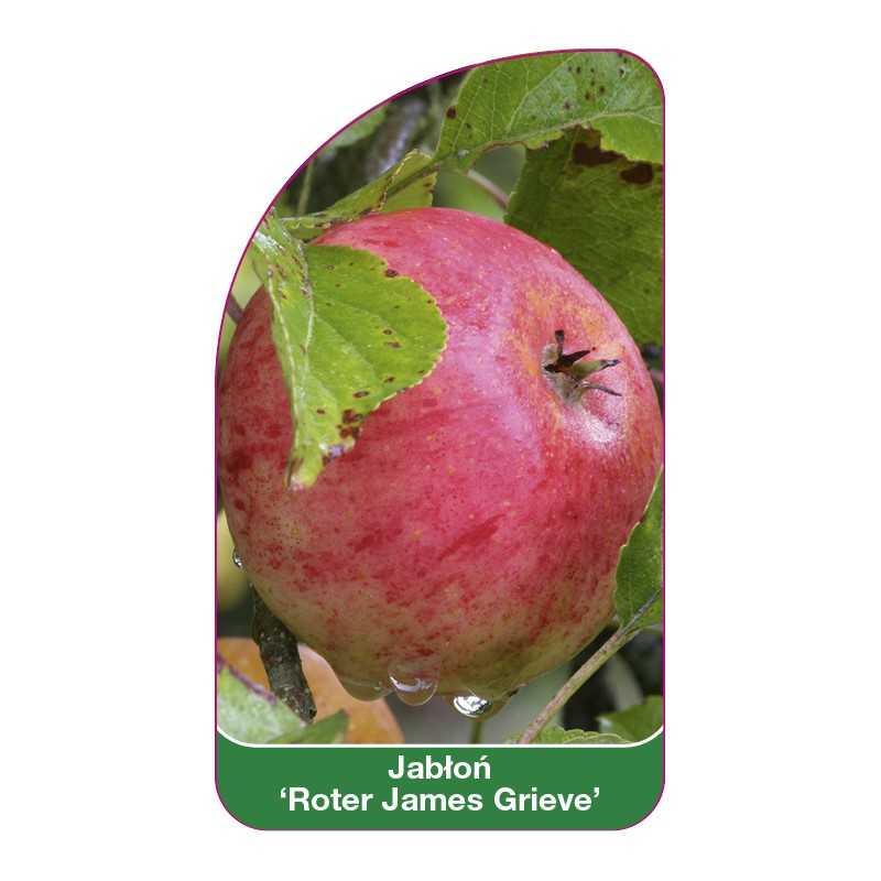 jablon-roter-james-grieve-1